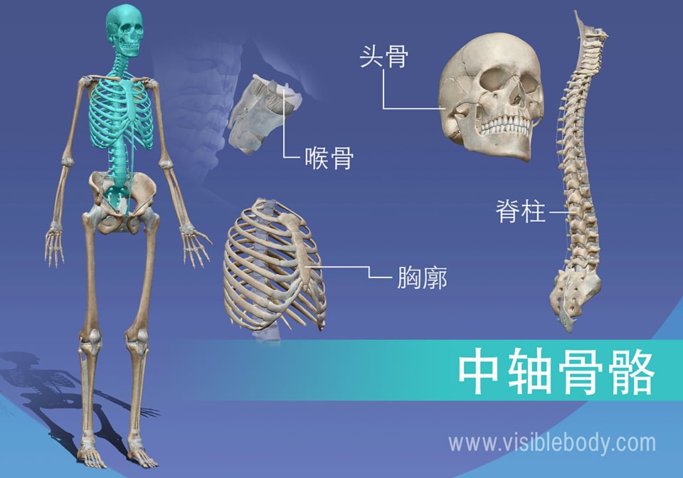 中轴骨骼由脊椎、胸部、头骨和喉部的骨骼组成
